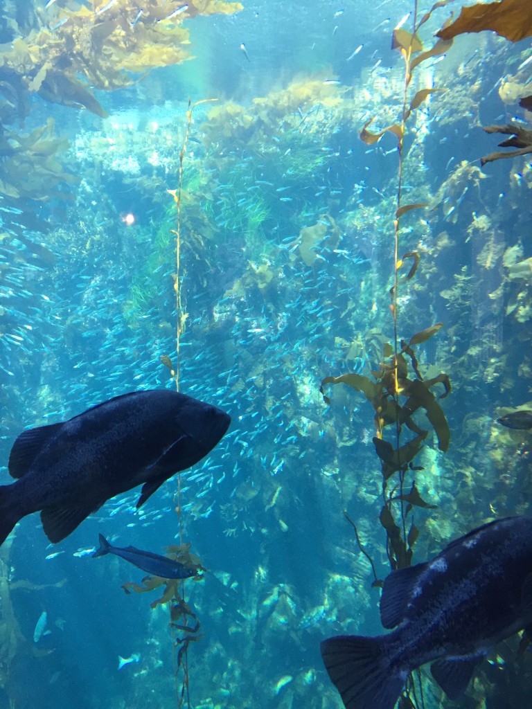 kelp forest