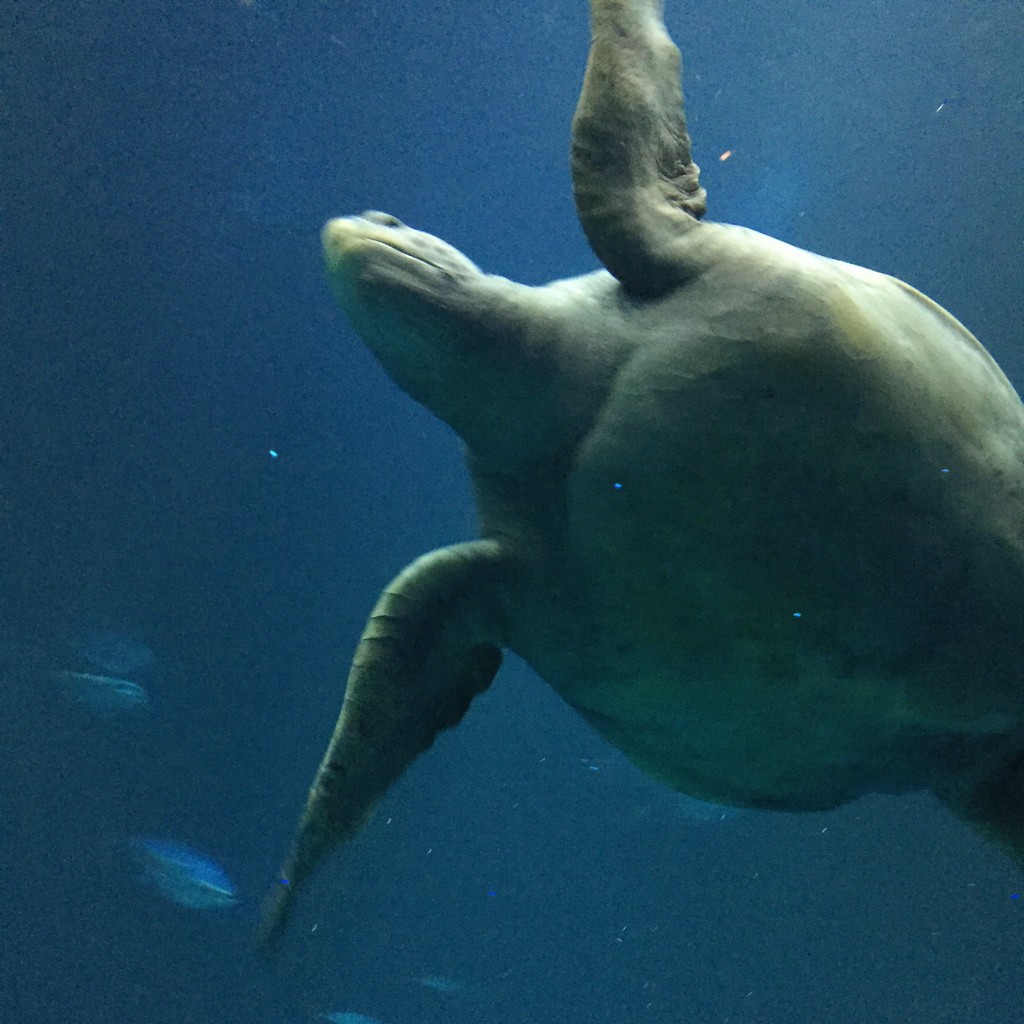 sea turtle